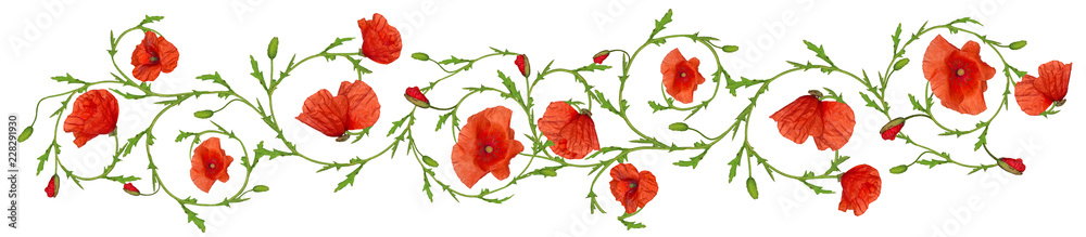 Fototapeta premium czerwony kwiat maku pasek ornament na białym tle