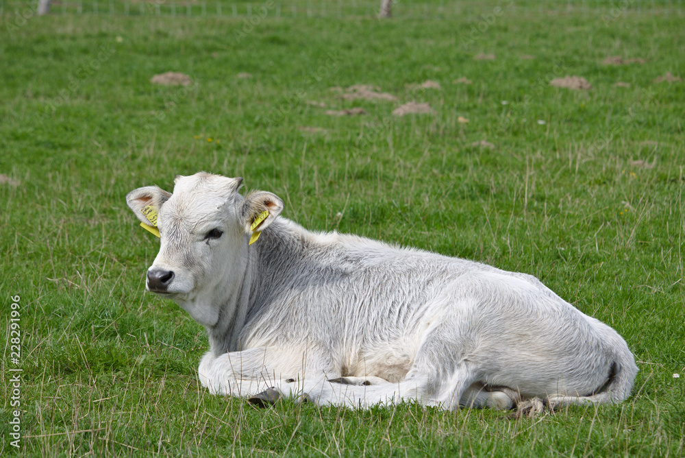 Portrait of a white calf lying on a green pasture Portrait of a white calf lying on a green pasture