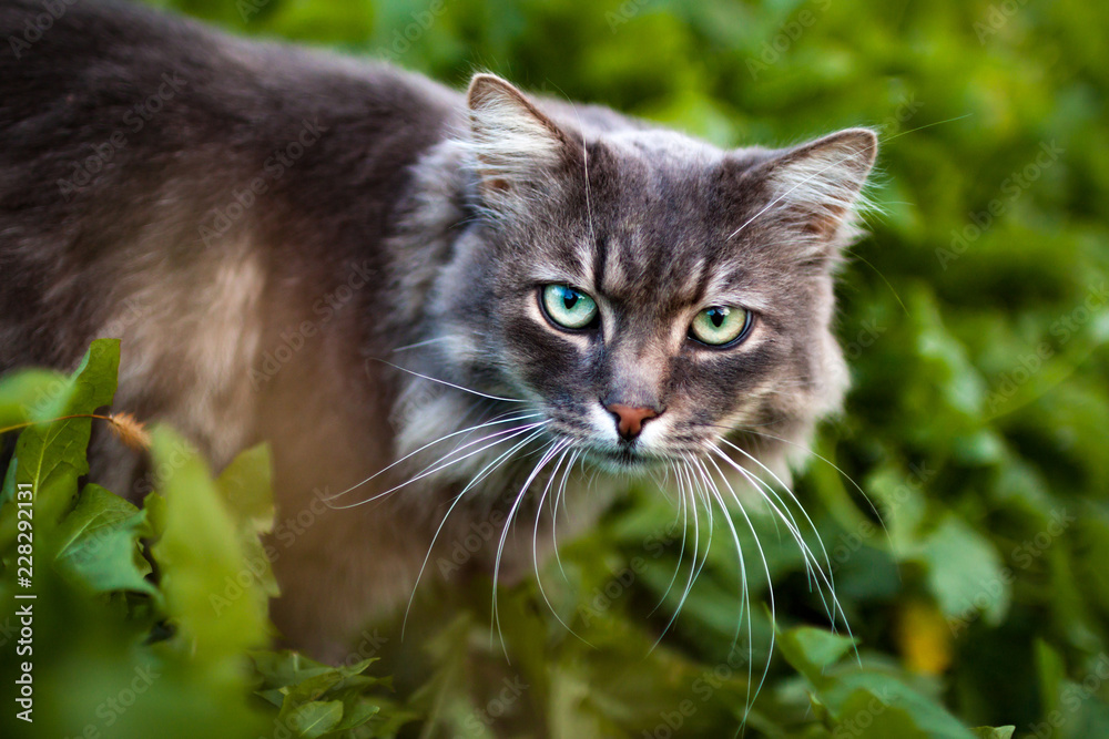 Striped, gray cat on a background of grass