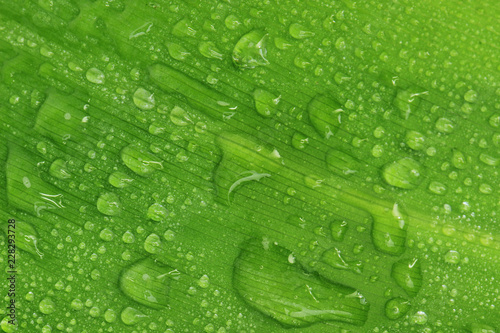 green leaf of coconut with water drops background