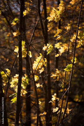 Autumn leaves with sun and branches in Stehag Sweden
