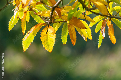 Autumn Beech Leaves Backlit By Strong Sunlight