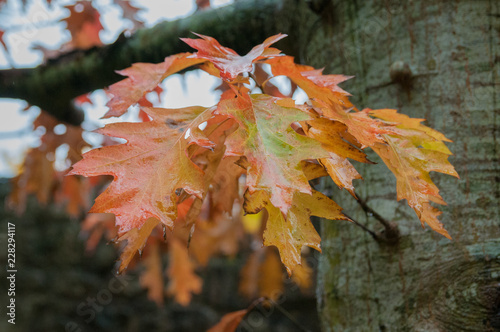Wet Autumn Oak Leaves