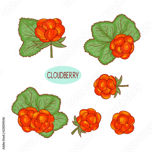 Cloudberry. Berries and leaves. Sketch. Color illustration on white background.