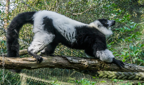 beautiful ruffed black and white lemur monkey standing and stretching on a branch