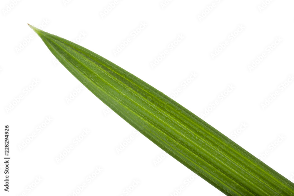 green leaf of palm isolated on white background green leaf of palm isolated on white background