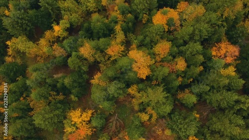 Autumn aerial view above the colorful forest photo