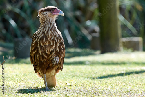 Caracara plancus photo