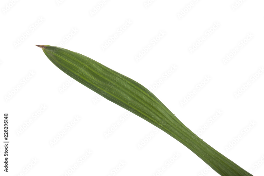 fresh green leaf of palm isolated on white background fresh green leaf of palm isolated on white background