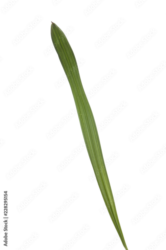 fresh green leaf of palm isolated on white background fresh green leaf of palm isolated on white background