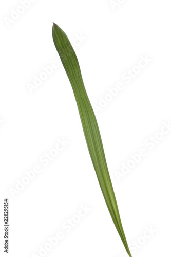 fresh green leaf of palm isolated on white background