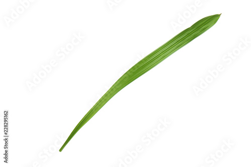 fresh green leaf of palm isolated on white background