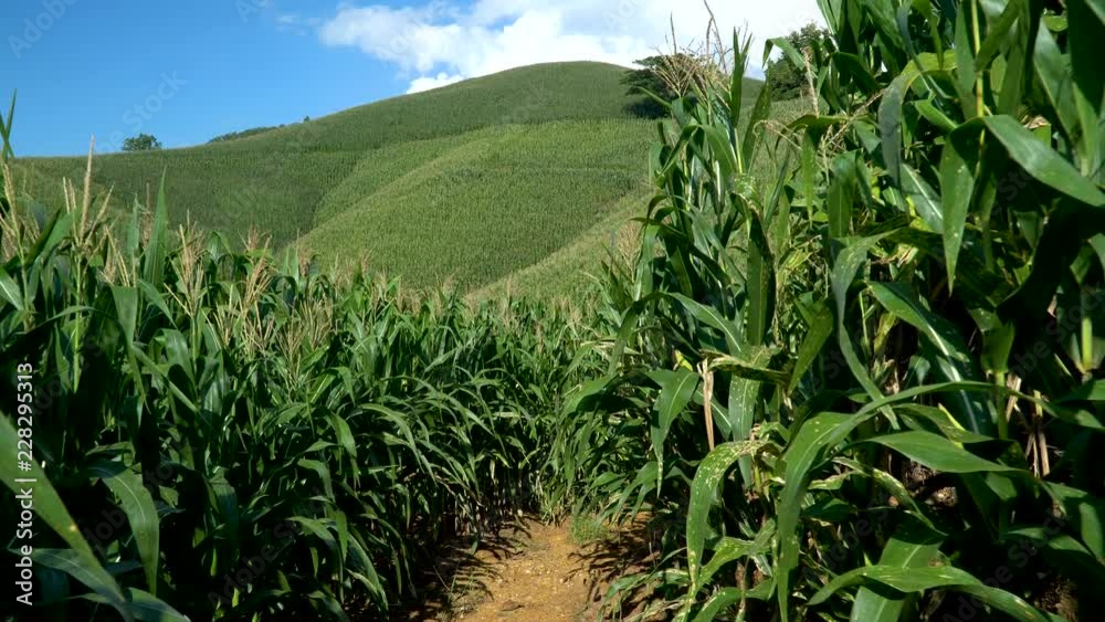 Corn farm on hill with blue sky and sunset background Corn farm on hill with blue sky and sunset background