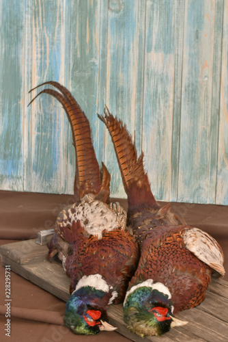 Male Pheasants lies an old wooden background. Hunting season.