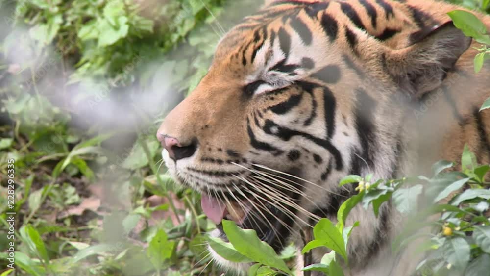 Medium close up of a male wild Bengal tiger head and face through a wired metal fance while he is resting in Indonesia