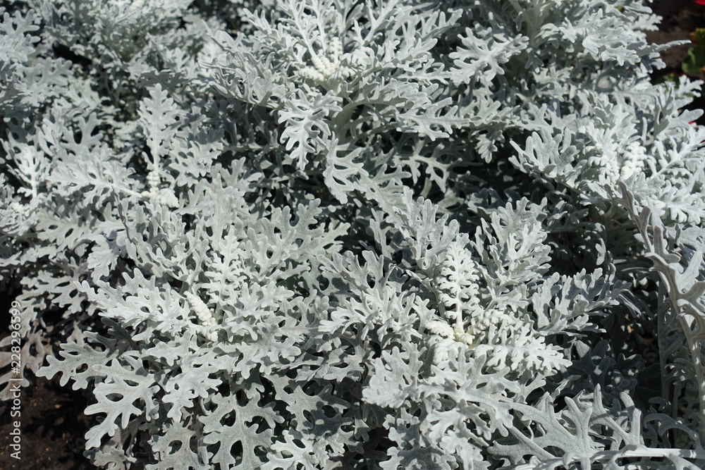 Silver grey foliage of Jacobaea maritima in August Silver grey foliage of Jacobaea maritima in August