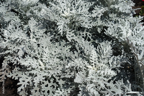 Silver grey foliage of Jacobaea maritima in August