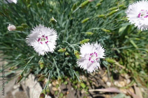 Two red and pink flowers of Dianthus deltoides