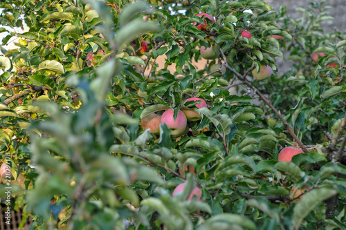 Apfel am Apfelbaum im sonnenlicht sonne gegenlicht herbst sommer reif obst photo