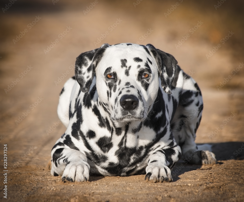 Black and white dalmatian dog laying in the autumn park - obrazy, fototapety, plakaty 