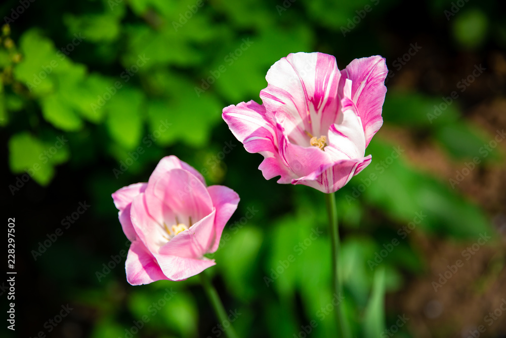 Magenta tulip with green background in Brussels Belgium Magenta tulip with green background in Brussels Belgium