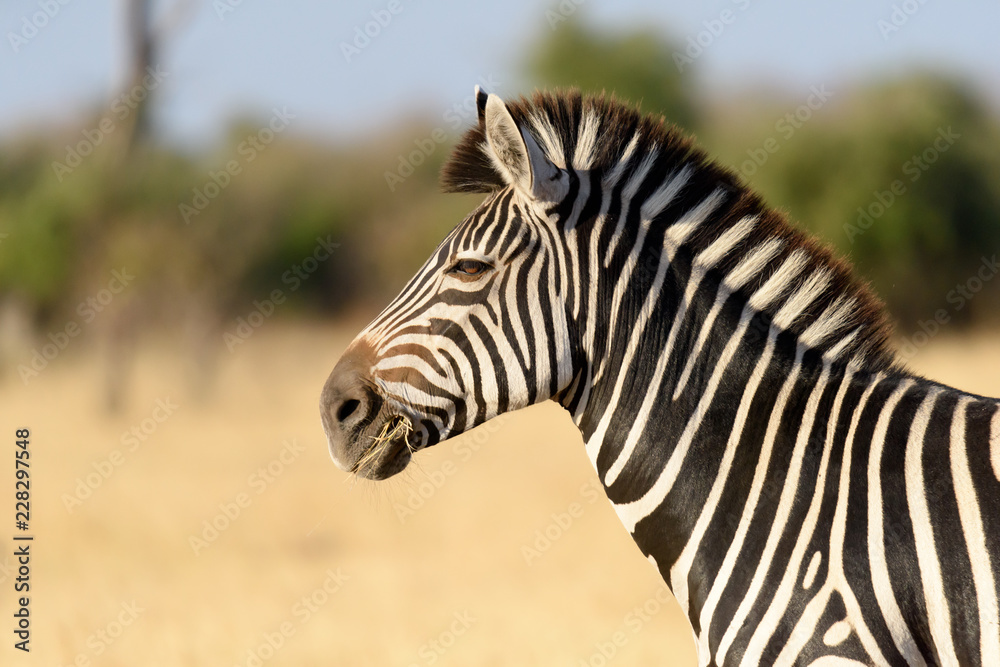 Zebra Zebra