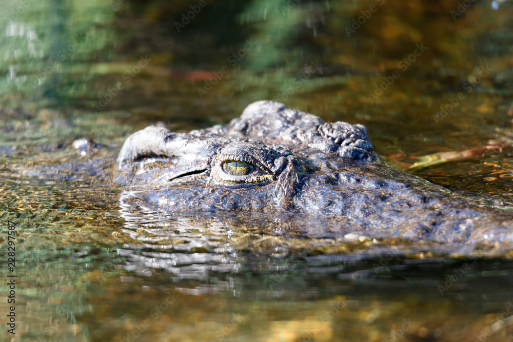 Krokodil Krokodil