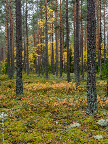 Grunge forest landscape in autumn