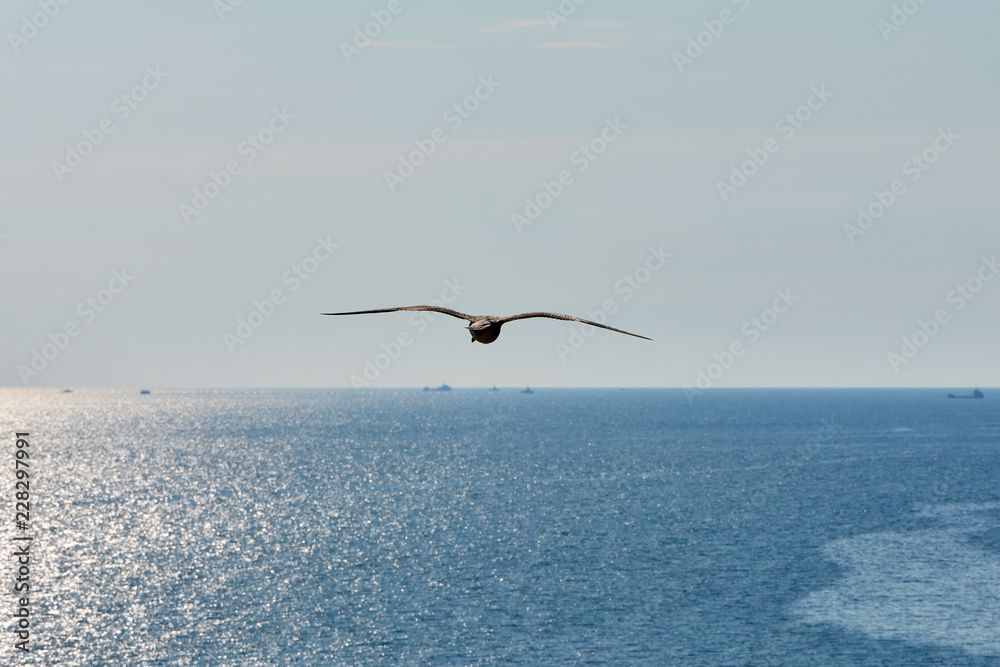 Fototapeta premium seagull in flight