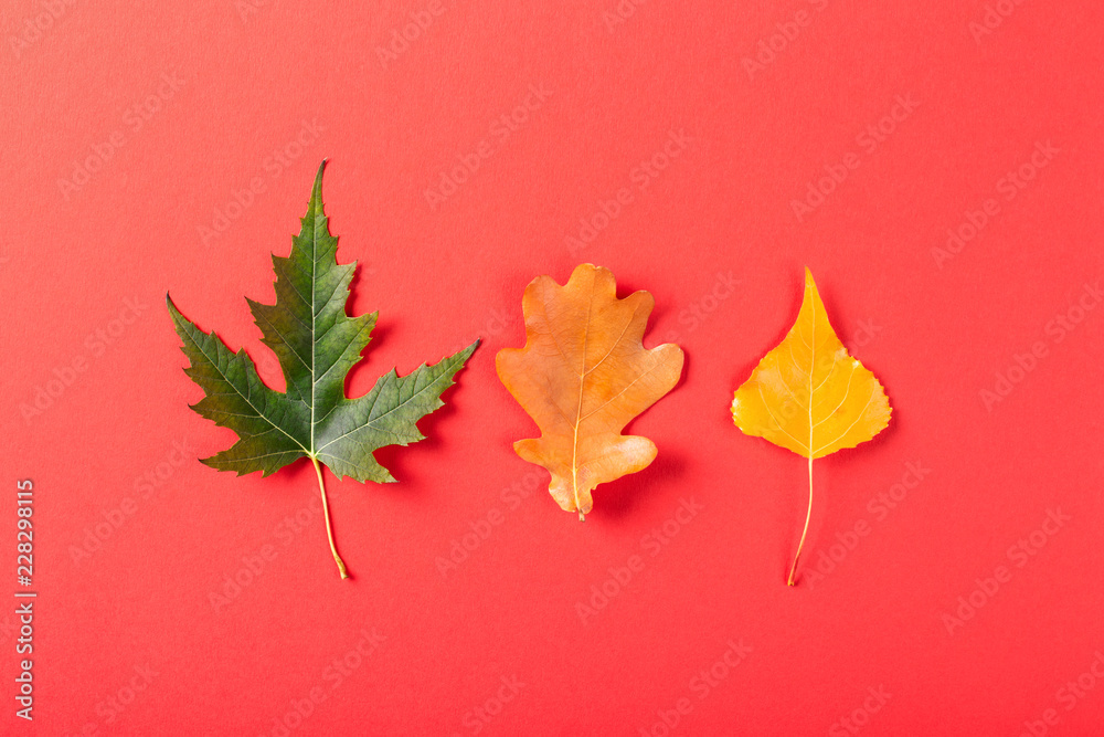 Three leaves on red background. Leaves of maple, oak and poplar. Top view. Three leaves on red background. Leaves of maple, oak and poplar. Top view.