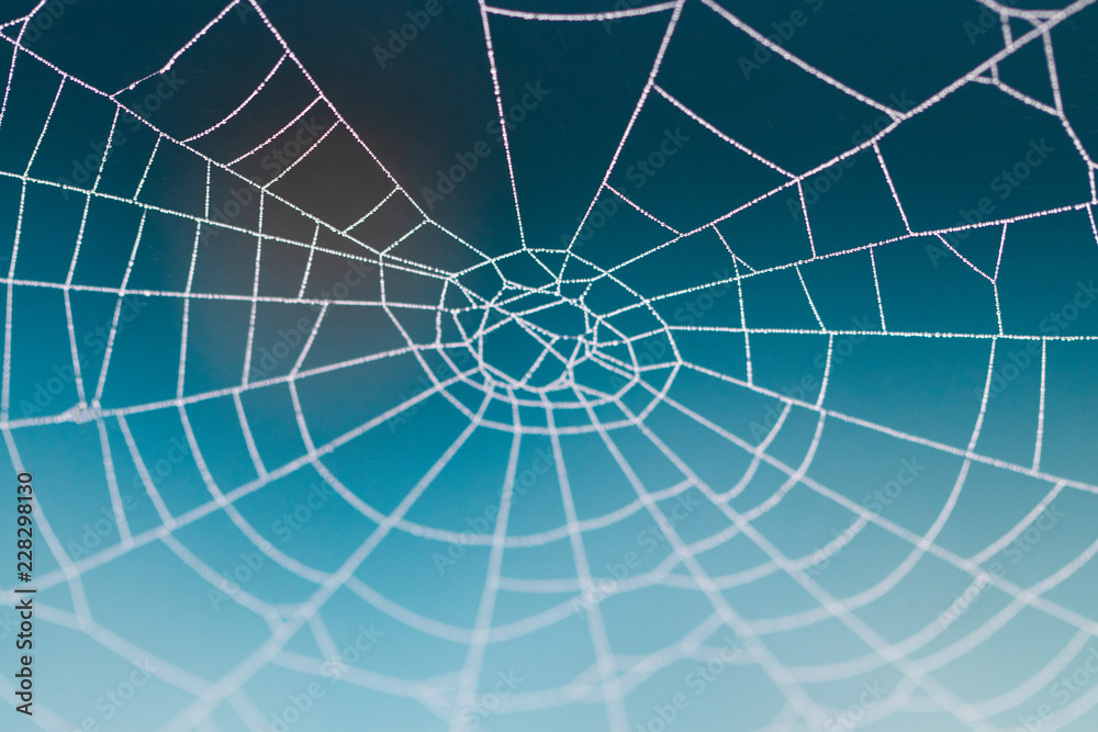 Spider web with raindrops on blurred background; close-up