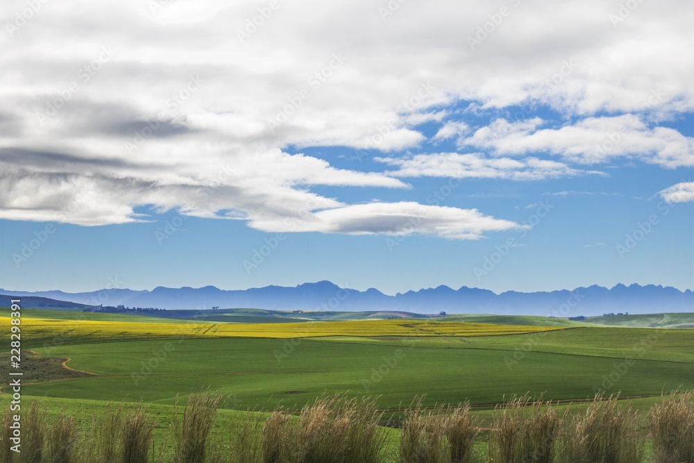 Obraz premium Beautiful rolling green and yellow fields with mountains in the distance with blue sky and cluds. Caledon, Western Cape, South Africa.