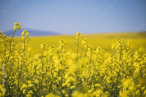 Beautiful rolling hills of Canola flowers in Spring. Caledon, Western Cape, South Africa. © Global News Art