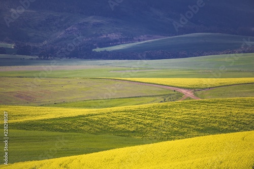 Beautiful rolling hills of Canola flowers in Spring. Caledon, Western Cape, South Africa.
