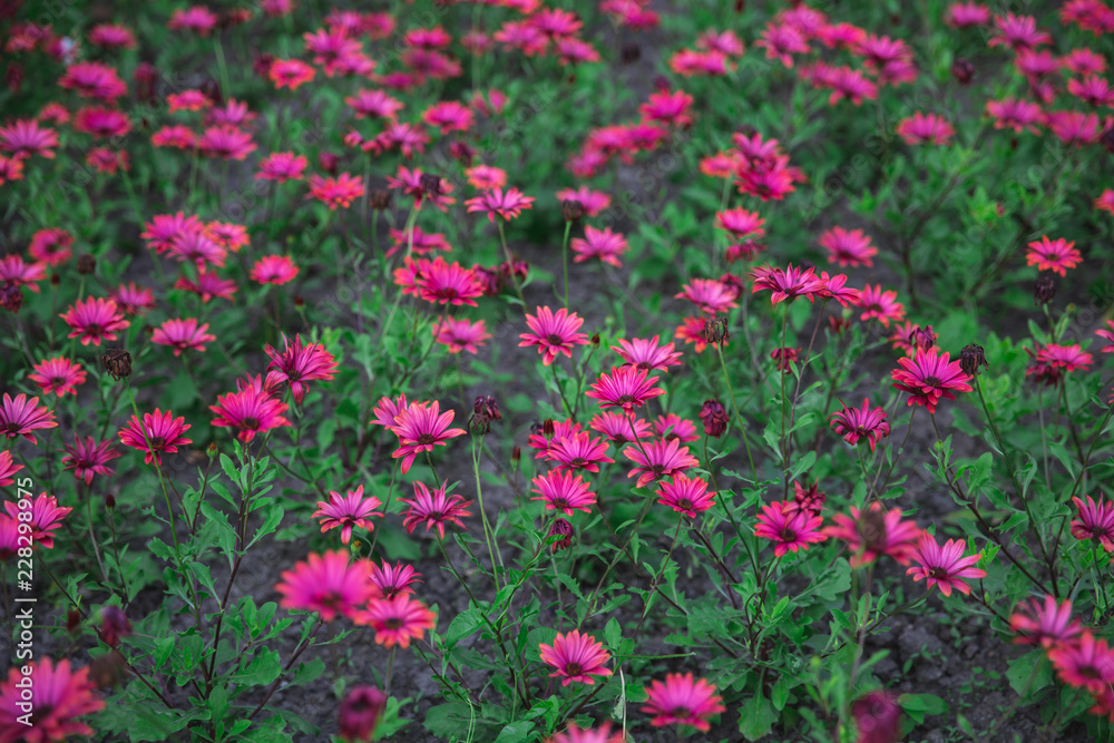 Flower bed filled with magenta flowers