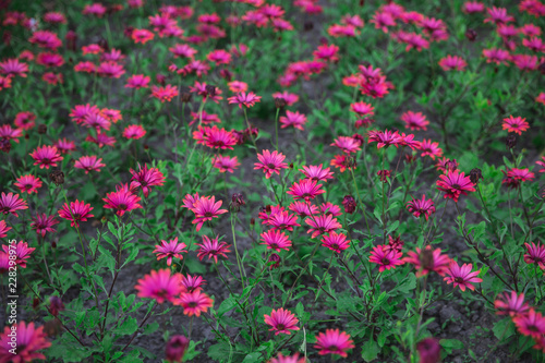 Flower bed filled with magenta flowers