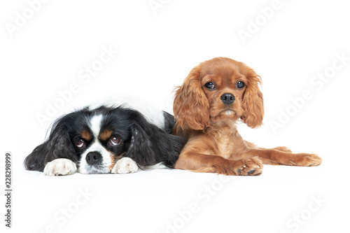 Fototapeta Naklejka Na Ścianę i Meble -  Two dogs isolated on white