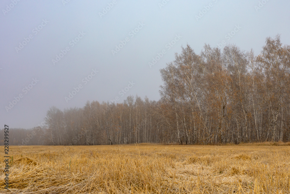Strong morning fog above the field Strong morning fog above the field