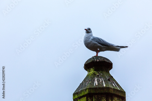 Sagull on pillar