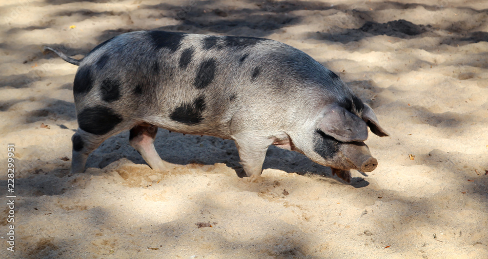 Geflecktes Schwein Geflecktes Schwein