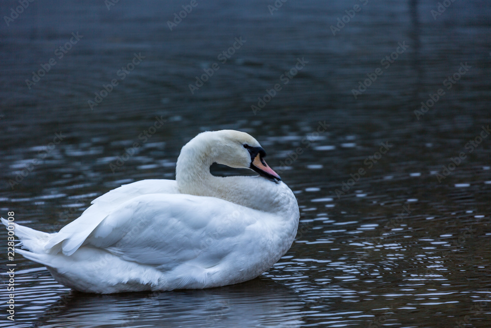 White swan in water White swan in water