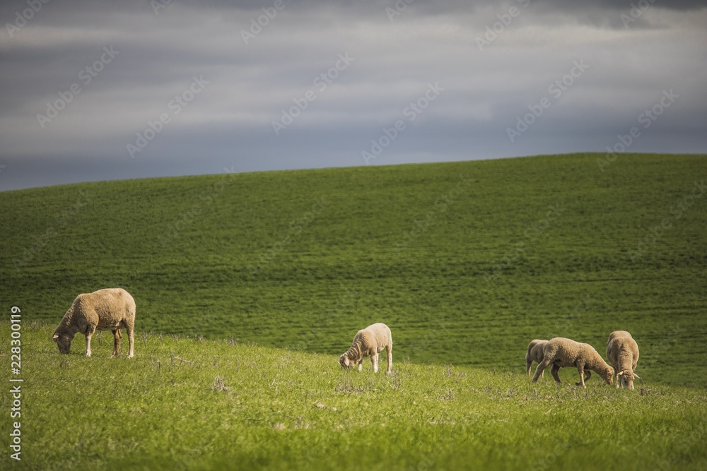 Green farm fields with sheep grazing.