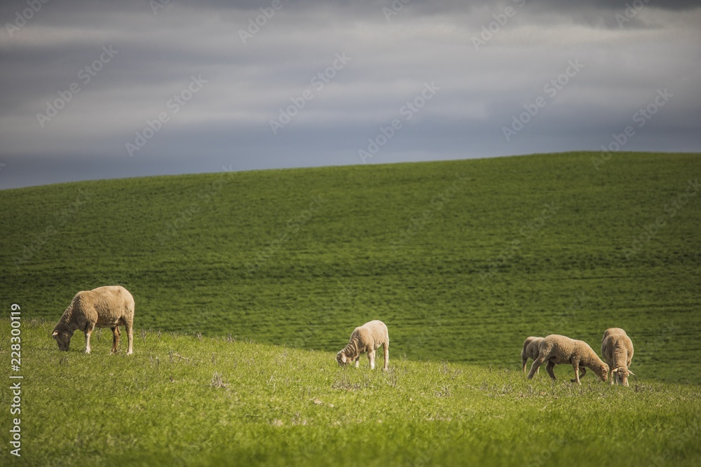 Green farm fields with sheep grazing. Green farm fields with sheep grazing.