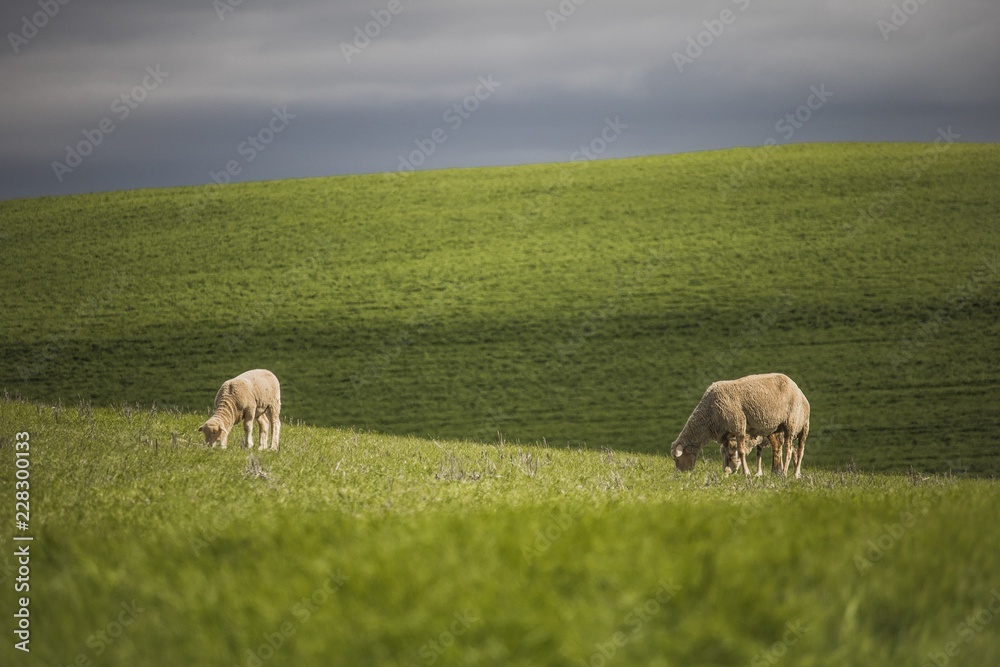 Fototapeta premium Green farm fields with sheep grazing.