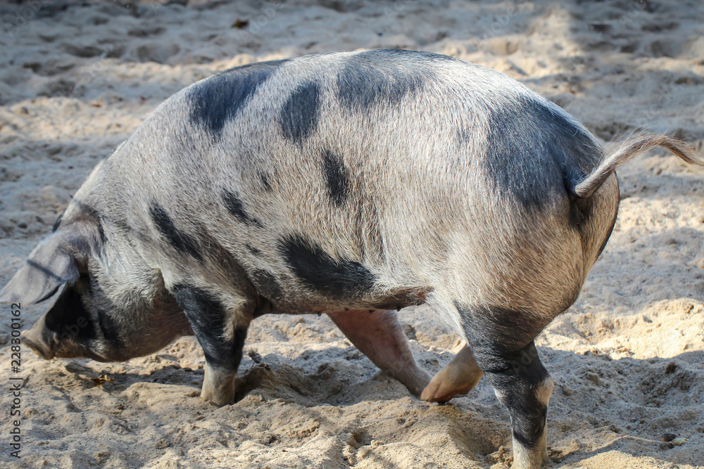 Geflecktes Schwein Geflecktes Schwein