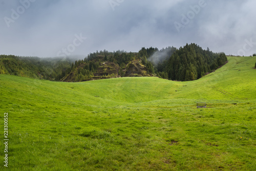 Meadow and a forest  Azores Islands  Portugal