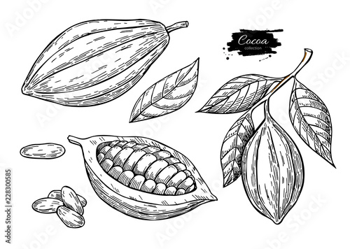 Cocoa vector superfood drawing set.Organic healthy food sketch. 