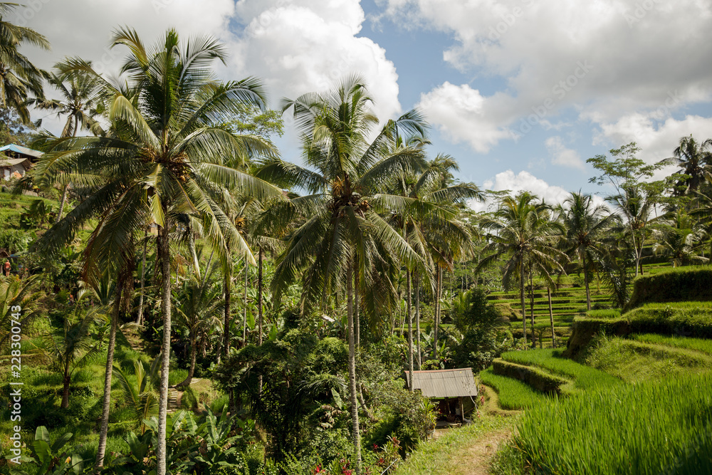 rices terrace in Bali