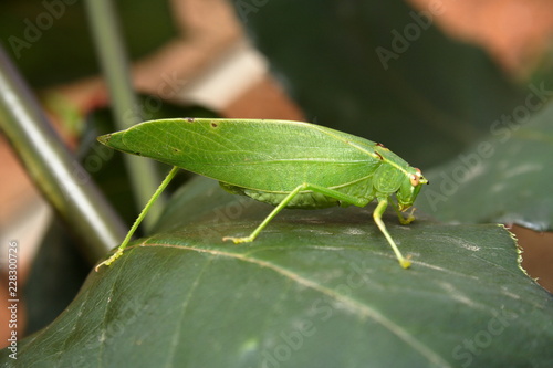 Green Katydid Grasshopper
