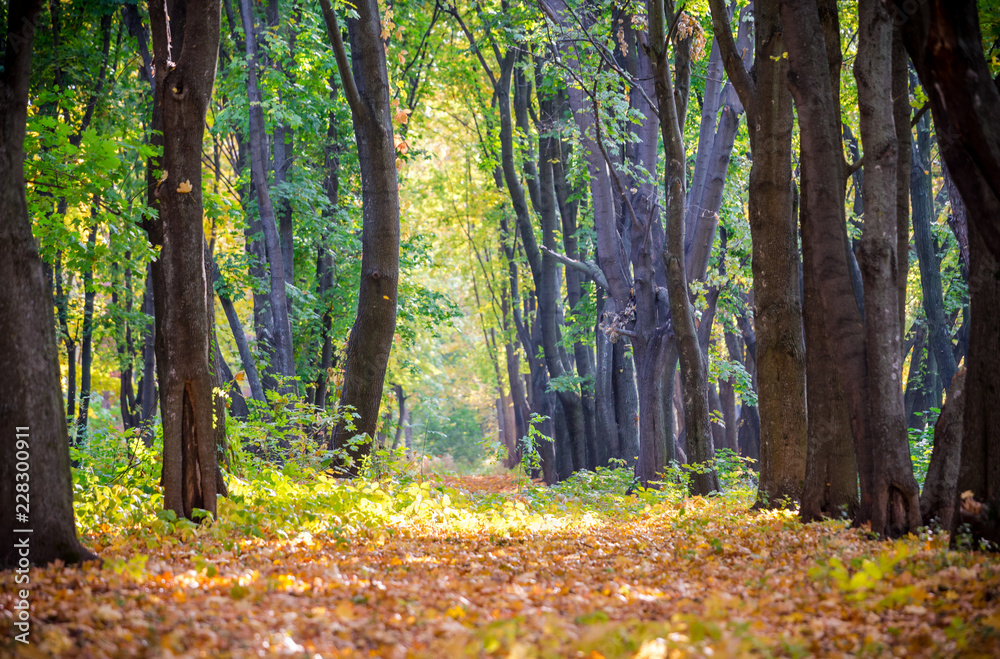 Alley on the autumn forest with falling leaves Alley on the autumn forest with falling leaves